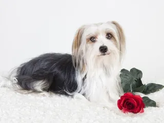 Yorkie-Apso Dog Breed: Info, Pictures, Care & More