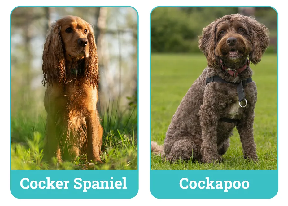 Cocker Spaniel vs Cockapoo