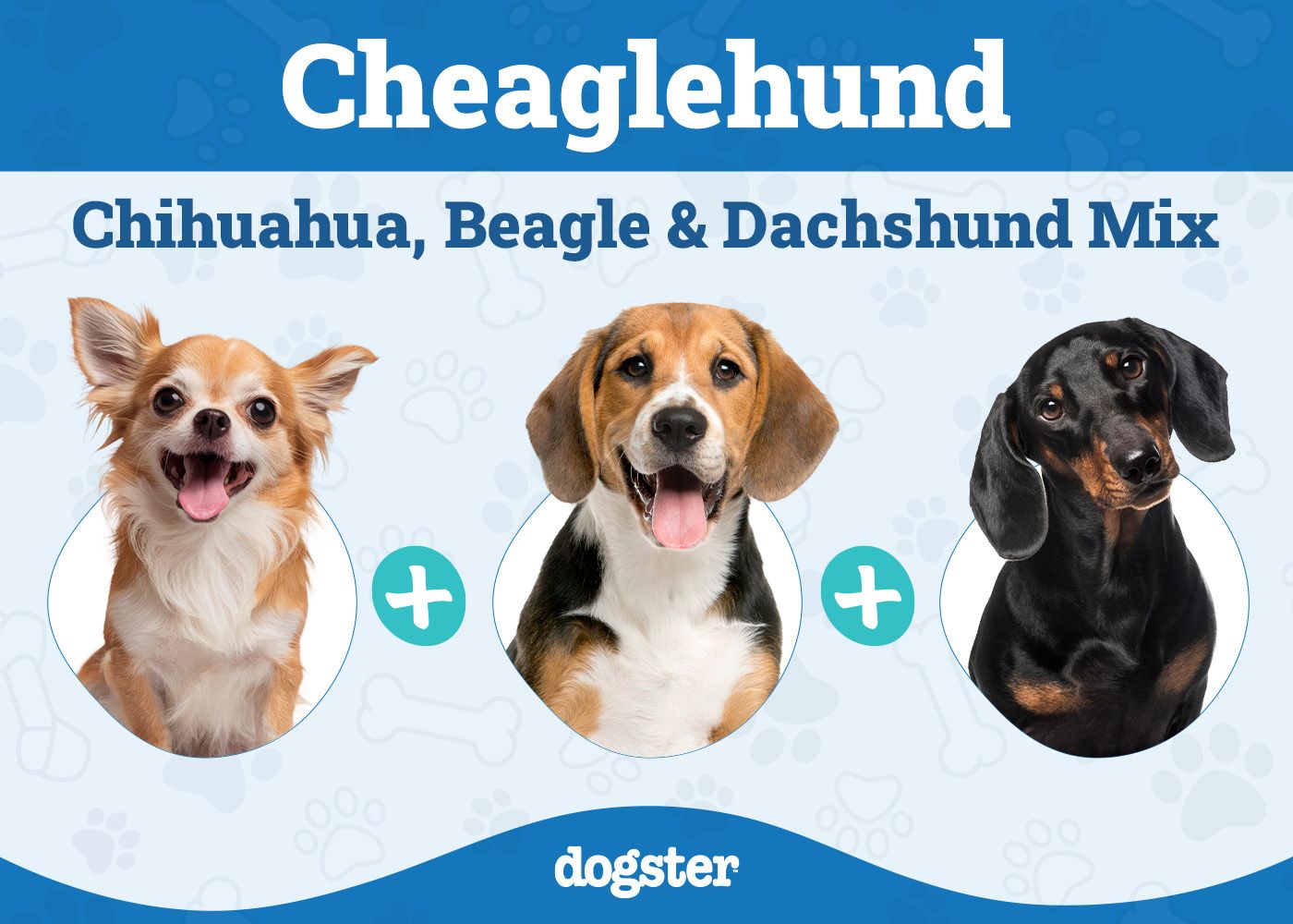 Cheaglehund (Chihuahua, Beagle & Dachshund Mix): Info, Pictures & Care