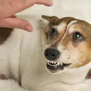 My Dog Snapped at Me: 4 Possible Reasons (Vet-Reviewed)
