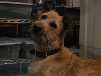 What Breed of Dog Is in Finch? Famous Movie Dogs Presented