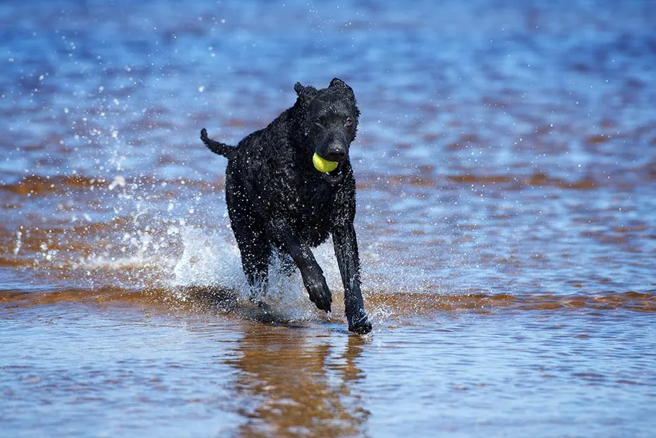 black curly coated retriever dog on the beach