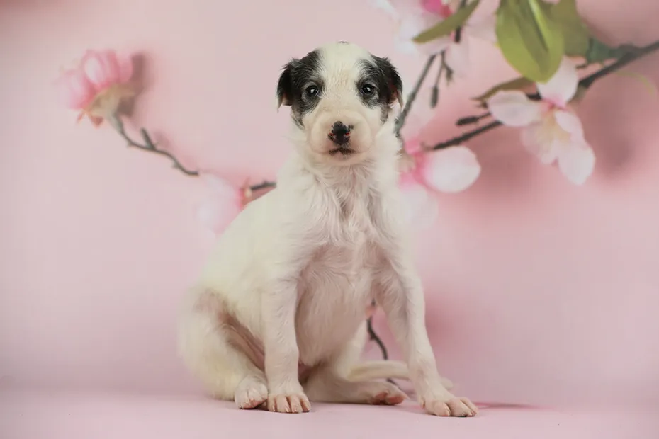 borzoi puppy