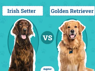 Irish Setter vs Golden Retriever: Main Differences (With Info & Pictures)