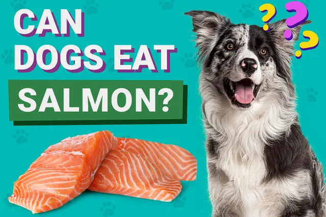 Can Dogs Eat Salmon? Vet Reviewed Nutrition Facts & Precautions