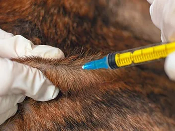 Lumps After Dog Vaccinations: Are They Normal? Our Vet Explains Why This Happens