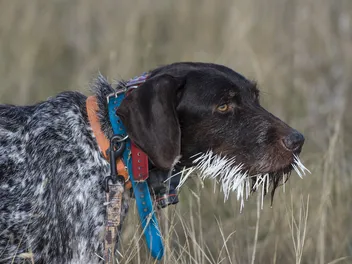 My Dog Was Quilled By a Porcupine, What Should I Do? (Vet Answer)