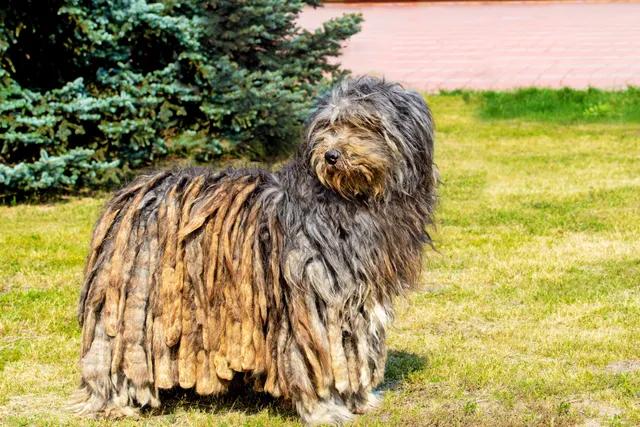 How Much Does It Cost to Own a Bergamasco? 2026 Price Guide
