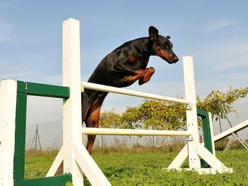 How High Can Dobermans Jump? Vet-Verified Facts & Safety Tips