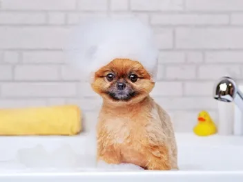 How Often Should You Bathe a Puppy? Vet-Recommended Frequency & Bathing Guide