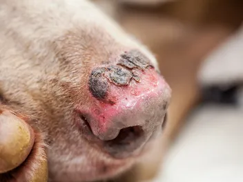 How to Treat a Dog Burn: Vet-Reviewed Care Tips & Facts