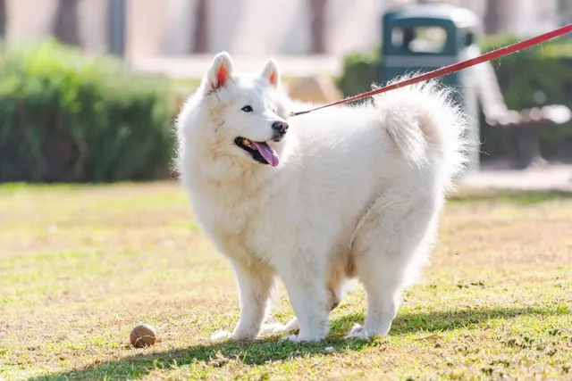 How Long Is a Dog Considered a Puppy? Vet-Reviewed Facts & FAQ