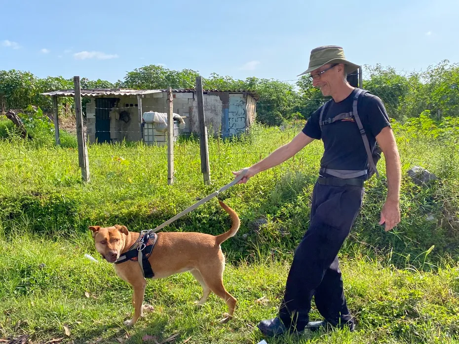 Lucky Dog Çevresinde gönüllülerle köpekler mutlu