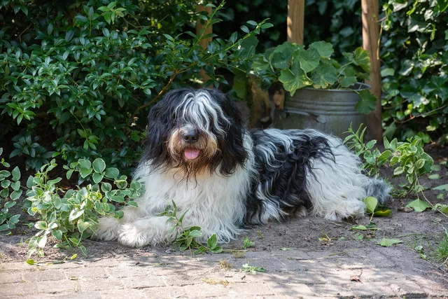 9 Plants Resistant to Dog Urine: Sturdy & Fun Options