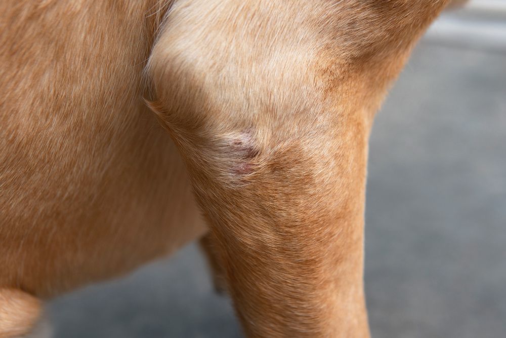 elbow of labrador retriever