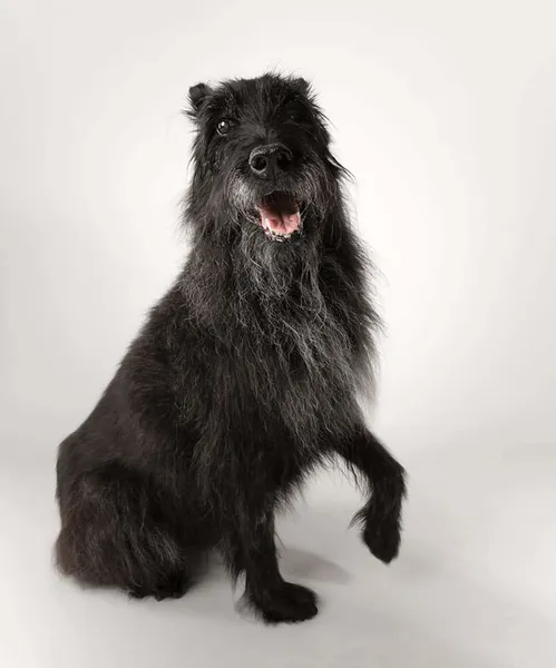 black bouvier des ardennes dog