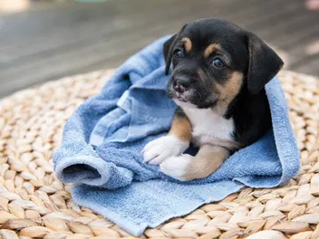 When Can You Give a Puppy A Bath? Vet-Approved Risks & Cleaning Tips