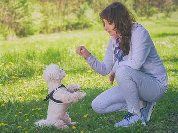 How to Train a Maltese: 16 Vet-Approved Tips