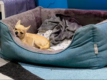 Strange Dog Hobbies: Why Is Fred Always Licking the Bed?