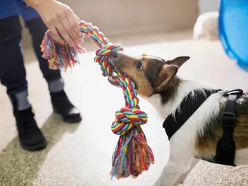Why Do Dogs Like Tug of War? Vet-Approved Benefits, Tips & Considerations