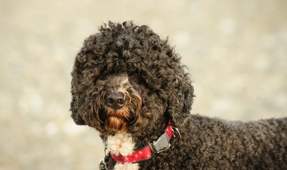 Portuguese Water Dog close up