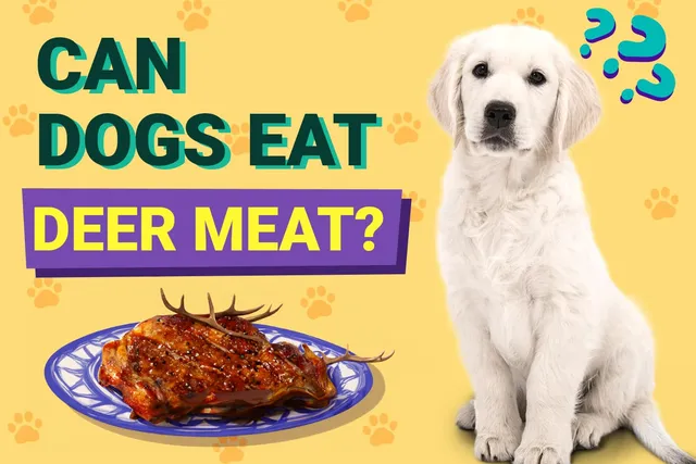 Can Dogs Eat Deer Meat? Vet-Verified Nutrition Facts & Risks