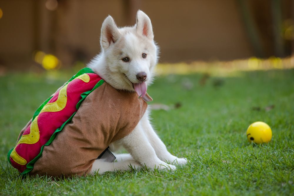cute dog dresses for christmas Festive Green Red Dress SIZE:L *FINAL SALE* Zara floral cut out bach era