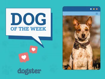 Dogster Photo Contest: Dogs of the Week Winners (Jan 16, 2025)