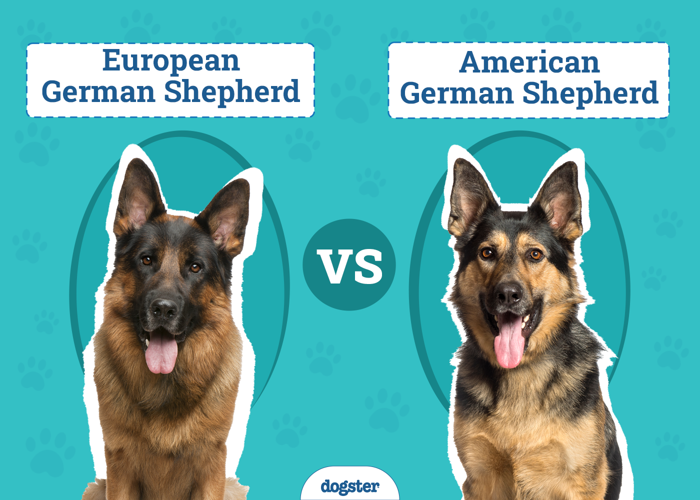 European vs American German Shepherd