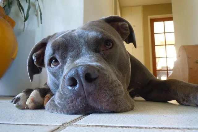 16 Signs Your Dog Has an Upset Stomach: Vet-Approved Health Facts