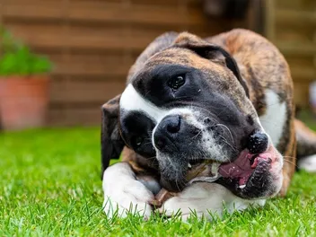 How Much Calcium Do Dogs Need? 6 Best Sources