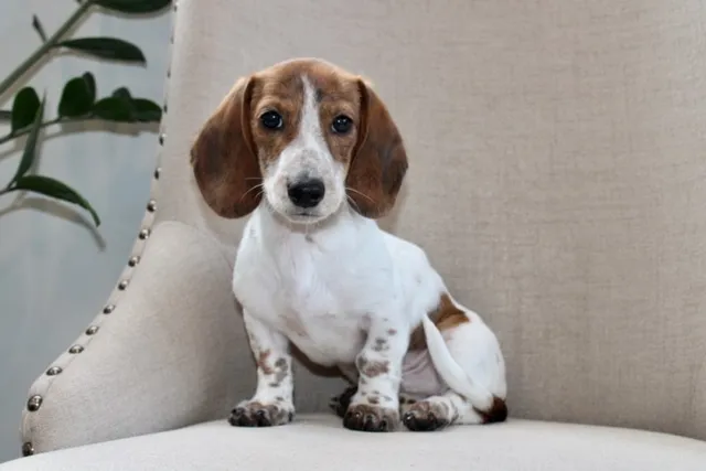 Piebald Dachshund: Info, Pictures, Origin & History