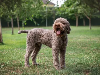 20 Rare Dog Breeds in the US: Info, Pictures & History