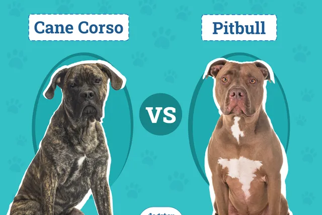 Cane Corso vs Pitbull: Differences Explained (With Pictures)