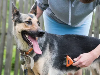 German Shepherd Grooming: 7 Vet-Approved Tips