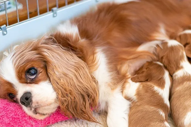 How to Keep Mother Dogs Healthy After Birth: Vet-Approved Postpartum Care Guide