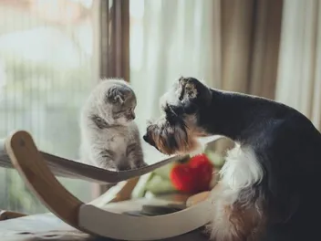 Do Dogs Think Cats Are Dogs? Facts & FAQ