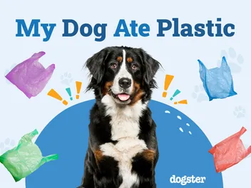 My Dog Ate Plastic: Should I Be Worried? (Vet Answer)