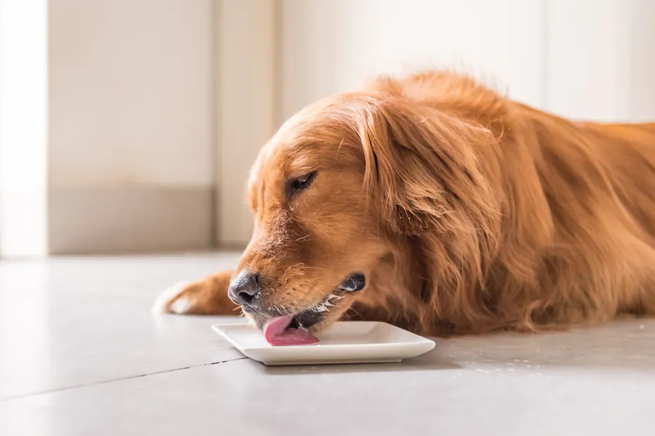 Golden Retriever licking a plate on the floor