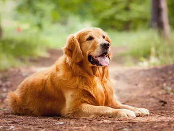 3 Types of Golden Retrievers: Info & Facts (With Pictures)