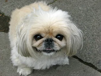 287 Popular & Unique Pekingese Dog Names