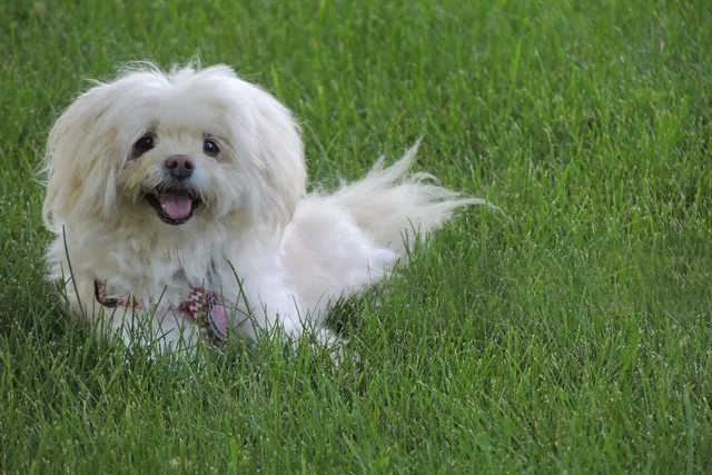 Havaton (Havanese & Coton de Tulear Mix): Info, Pictures, Care & More