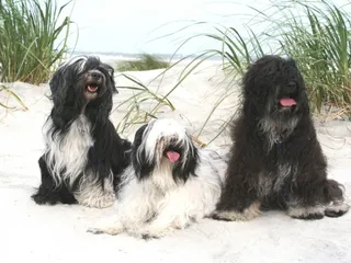 Tibetan Terrier Dog Breed: Info, Pictures, Facts & Traits
