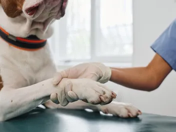 There's a Tumor on My Dog’s Paw: Is It Cancer? Vet-Verified Health Facts