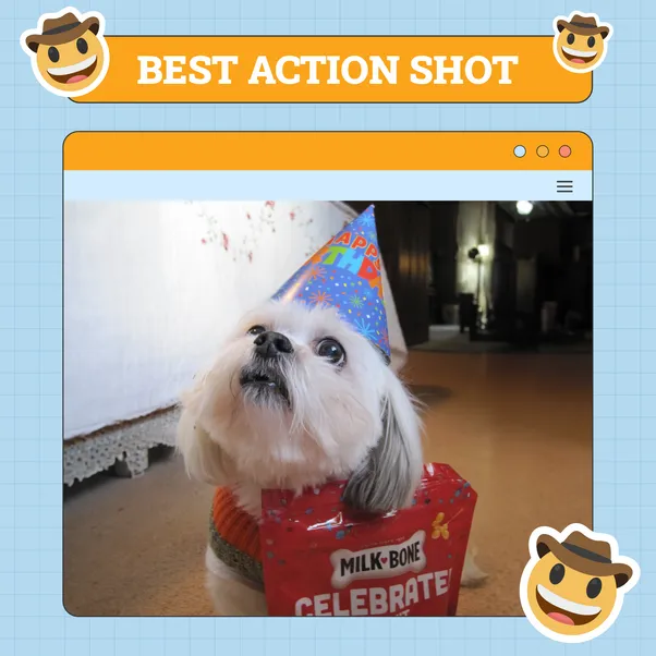 Best Action Dog