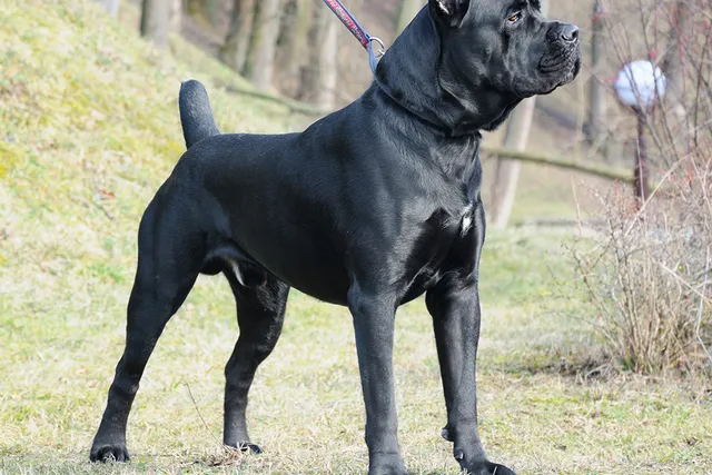 Do Vets Do Unnecessary Procedures? Answered by One of Our Vets