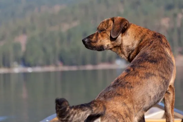 Plott Hound dog breed