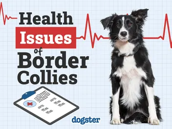 10 Common Health Problems in Border Collies You Should Know
