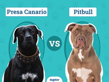 Presa Canario vs Pitbull: Notable Differences (With Pictures)