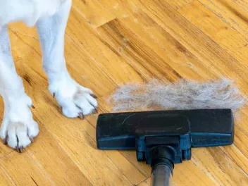 How to Clean Up Dog Hair: 11 Easy Tips